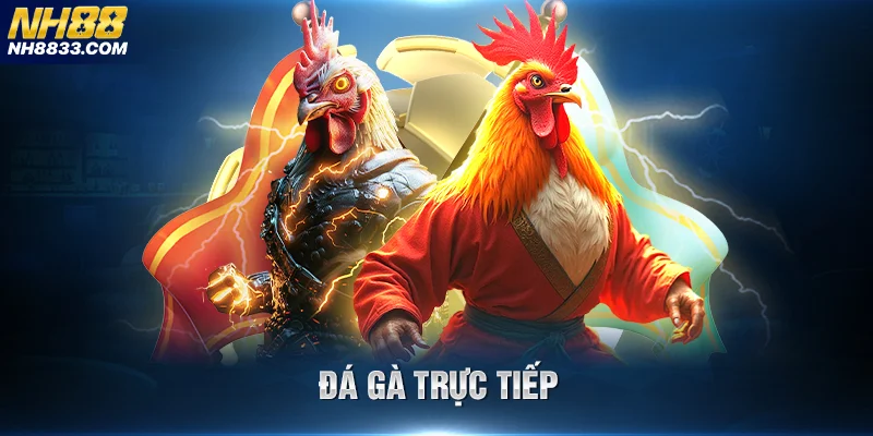 Đá gà trực tuyến tại NH88 với livestream sắc nét và cược đa dạng